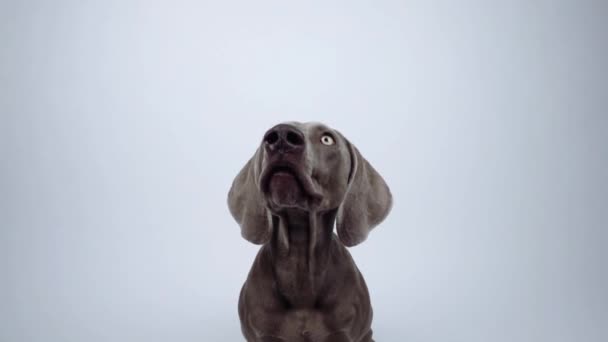 Śmieszne Weimaraner Pies Złapać Przekąskę Studio Białym Tle — Wideo stockowe