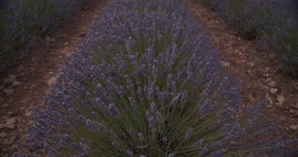 Niesamowity Krajobraz Kwitnącego Pola Kwiatów Lawendy Tle — Wideo stockowe
