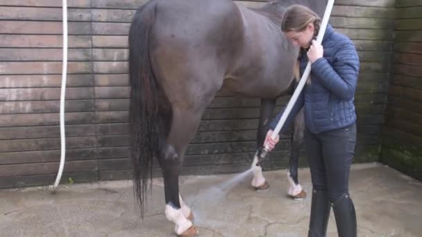 Adolescente Usando Mangueira Para Lavar Casaco Cavalo Romano Contra Parede — Vídeo de Stock