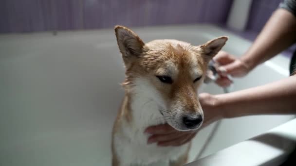 Gezichtsloze Vrouw Casual Kleding Water Geven Schattig Shiba Inu Van — Stockvideo