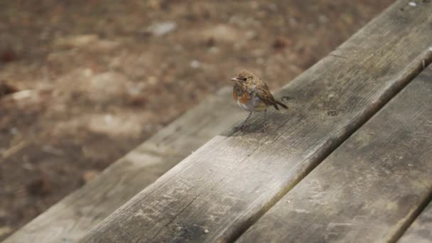 Uroczy Mały Ptaszek Brązowym Upierzeniem Drewnianym Stole Lesie Słoneczny Dzień — Wideo stockowe