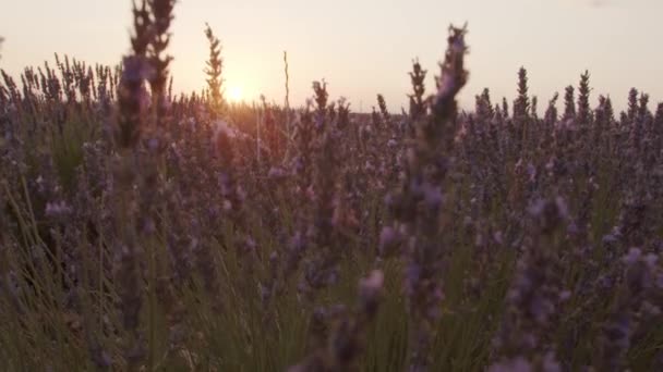 Niesamowity Krajobraz Kwitnącego Pola Kwiatami Lawendy Tle Różowego Zachodu Słońca — Wideo stockowe