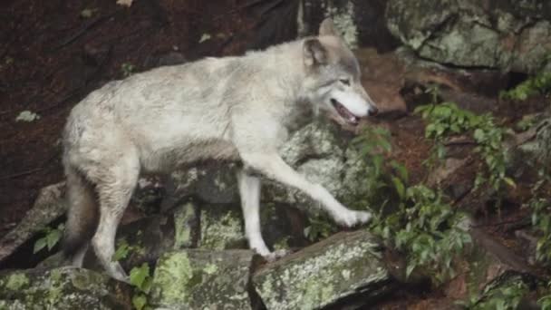 湿った森の中の野生のオオカミ — ストック動画