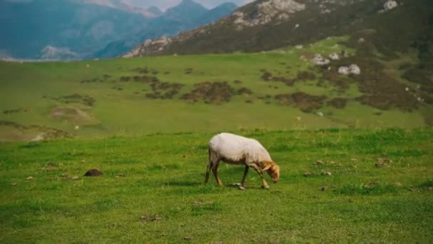 Rebanho Ovelhas Bonitos Andando Pastando Prado Gramado Exuberante Campo Verão — Vídeo de Stock