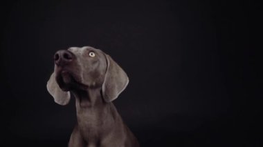 Komik Weimaraner köpeği stüdyoda siyah arka planda yiyecek yakalıyor.