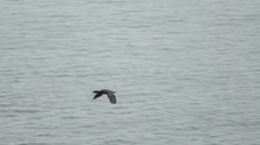 Kanada 'daki Forillon Ulusal Parkı' ndaki dalgalı göl suyunun üzerinde süzülen vahşi ördeğin izini sürüyorum.