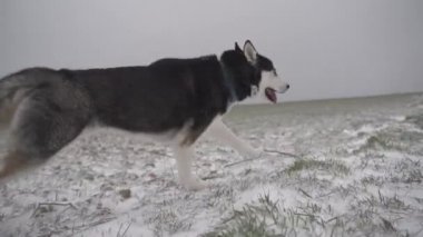 Ağaçlarla kaplı tepenin yanındaki gri gökyüzünün altında kışın dili açık bir şekilde çayırlarda hızla koşan güçlü köpek.