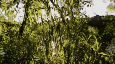 Yeşil ağaçlar ve uzun otların arasından parlayan parlak güneşin doğru görüntüsünü yansıt ve ormandaki sakin yaz gününde su birikintisine yansıt.