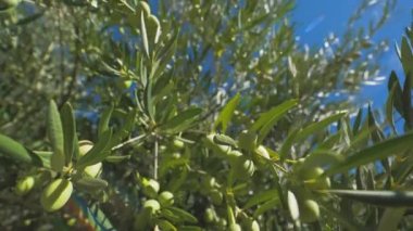 Tarladaki ağaçtan düşen zeytinler