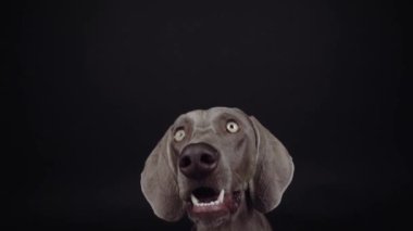 Komik Weimaraner köpeği stüdyoda siyah arka planda yiyecek yakalıyor.