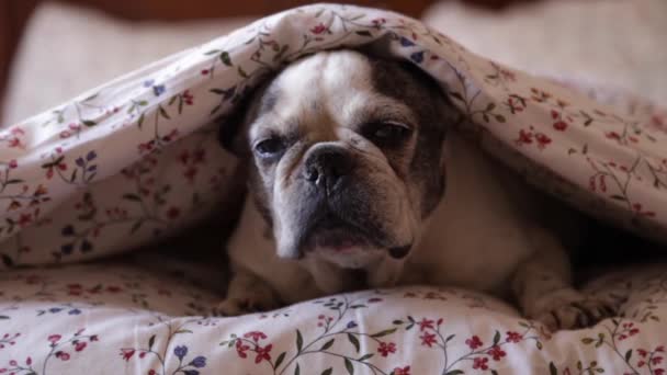 Adorabile Bulldog Francese Sdraiato Sul Letto Sotto Una Morbida Coperta — Video Stock