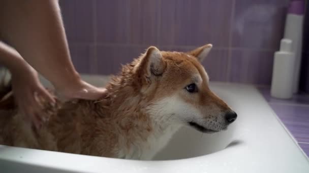 Πρόσωπο Γυναίκα Casual Ρούχα Πότισμα Χαριτωμένο Shiba Inu Από Ντους — Αρχείο Βίντεο