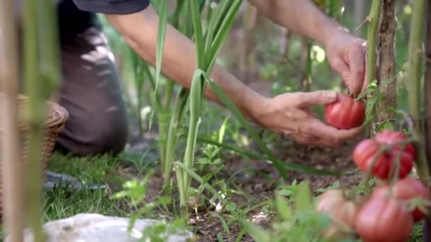 Cultivado Jardinero Masculino Irreconocible Con Canasta Mimbre Cosechando Tomates Rojos — Vídeos de Stock