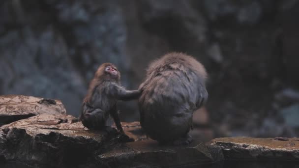 Vissza Nézet Nyugodt Hómajom Közelében Jigokudani Monkey Park Yamanouchi Tisztítása — Stock videók