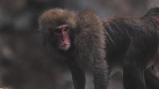 Sledování Záběr Rozkošné Dítě Japonská Opice Kráčející Podél Kamenné Hranice — Stock video