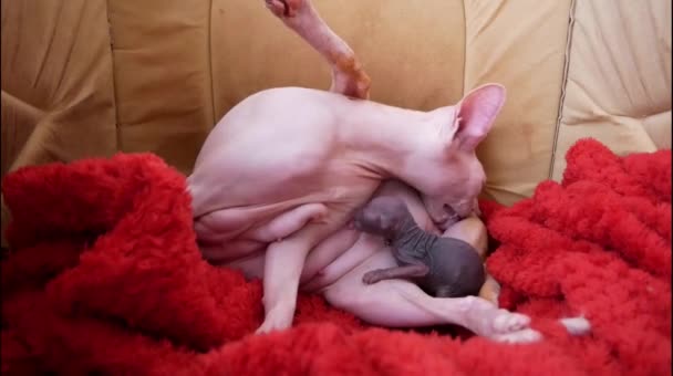 Adorable Purebred Hairless Cat Coat Giving Birth Licking Kitties Creased — Stock Video