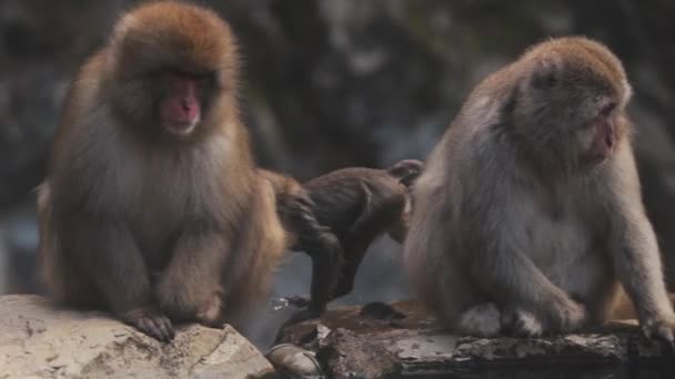 Rastreamento Tiro Bebê Adorável Macaco Japonês Correndo Longo Fronteira Pedra — Vídeo de Stock