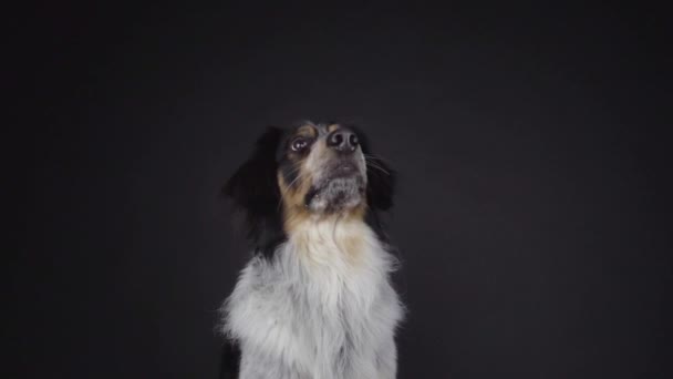 Ενηλίκων Μικτή Φυλή Bordernese Border Collie Bernese Mountain Dog Mix — Αρχείο Βίντεο