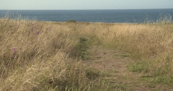 Joggeur Masculin Musclé Courant Long Chemin Dans Prairie Pendant Entraînement — Video