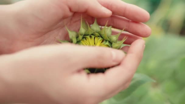 Closeup Crop Unrecognizable Person Gently Touching Showing Delicate Yellow Flower — Stock Video