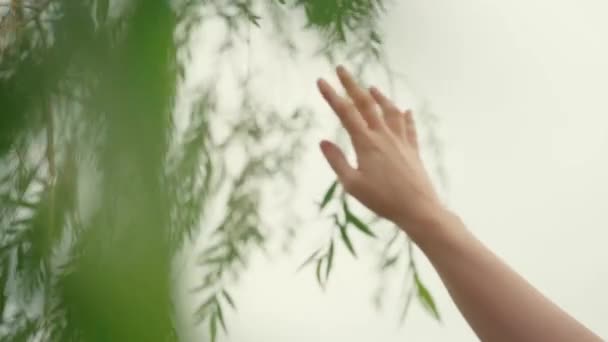 无法辨认的女性走在花园里 轻轻地触摸着柳树的绿叶 — 图库视频影像