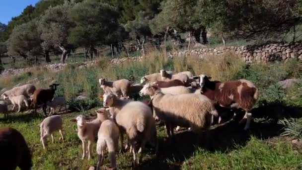 Moutons Domestiques Sur Prairie Campagne — Video