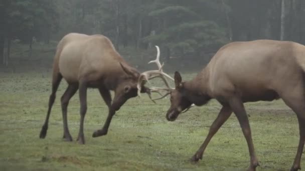 森の緑の牧草地に立つ野生のオス鹿や霧の朝の間に釣り人と戦う — ストック動画