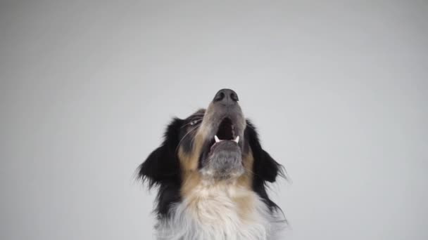 Adult Mixed Breed Bordernese Border Collie Bernese Mountain Dog Mix — Stock Video
