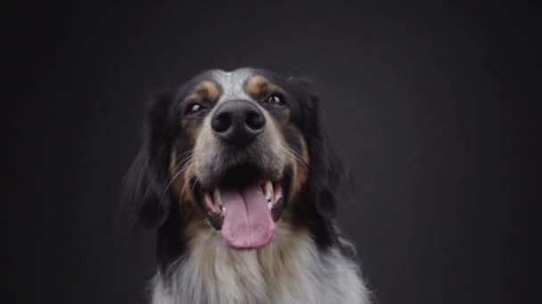 Nahaufnahme Des Niedlichen Flauschigen Mischlings Bordernese Oder Border Collie Berner — Stockvideo