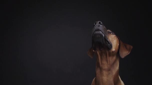 Purebred Ridgeback Cão Pegar Lanche Estúdio — Vídeo de Stock