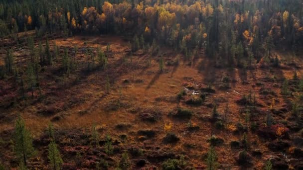 Kleine Bomen Met Gele Bladeren Groeien Buurt Van Prachtige Bergketen — Stockvideo