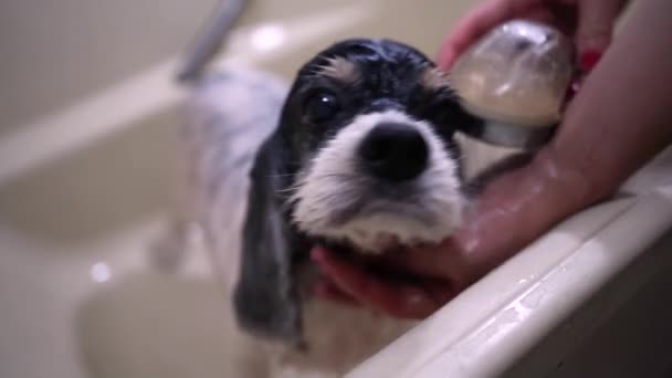 Van Boven Van Onherkenbare Vrouwelijke Eigenaar Zitten Bad Wassen Schattig — Stockvideo