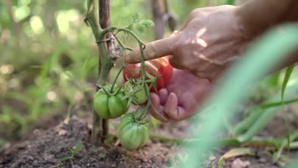 Plantaardige Anonieme Tuinman Plukken Rijpe Rode Eco Tomaten Uit Groene — Stockvideo