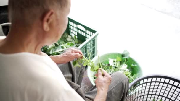 バスケットの新鮮な緑の植物から取って その後 台湾の農場の部屋に椅子に座っている間 茎から葉を引き裂く認識できない男性農家の背面ビューから — ストック動画