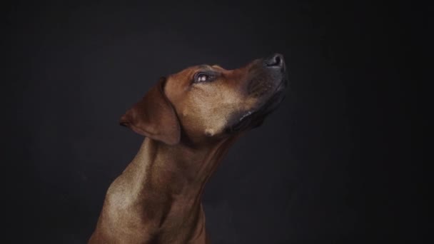 Purebred Ridgeback Σκυλί Αλίευση Σνακ Στο Στούντιο — Αρχείο Βίντεο