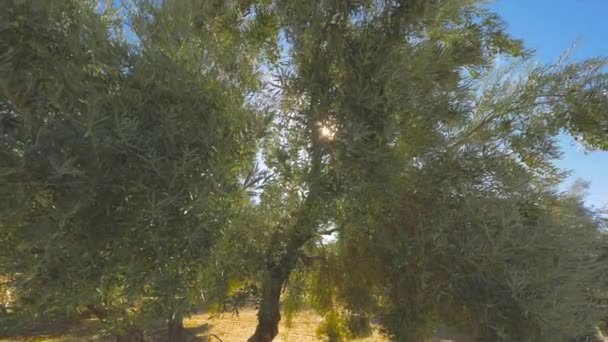 Olivovníky Sad Slunečný Den — Stock video