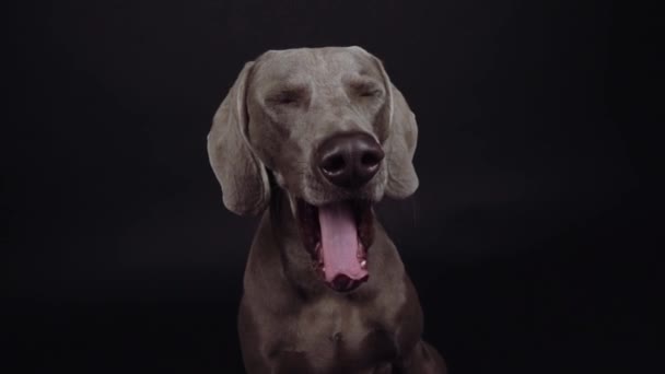 Čistokrevný Výmarský Pes Černém Pozadí — Stock video