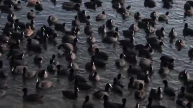 Büyük ördek sürüsü soğuk gölette akıyor.