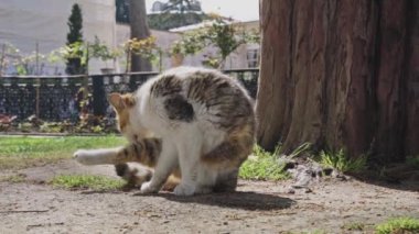 İstanbul caddesinde sevimli bir kedi