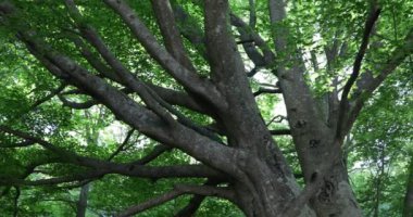 Aşağıdan yapraklı yeşil bir ağacın dallarının görüntüsü