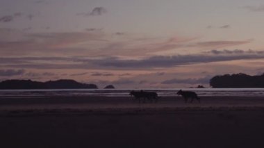 Gün batımında Bocas del Toro Adaları, Panama 'da deniz kenarında yürüyen vahşi köpek sürüsü.
