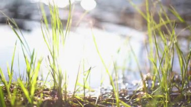 Gün batımında göldeki bitkiler