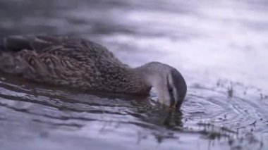 Dalgalanan gölette yüzen ve doğada su içen vahşi ördek.