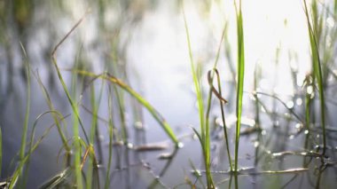 Gün batımında göldeki bitkiler