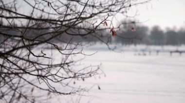 Kırsalda yaprakları sallanan çıplak bir ağaç.