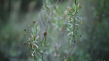 Karada büyüyen bitki dalı