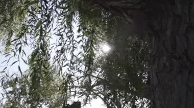 Yapraklı dalları olan baobab ağacı gövdesi.