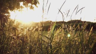 Rüzgarın altında dalgalanan uzun kuru çimenler kırsal alanlarda gün batımına karşı