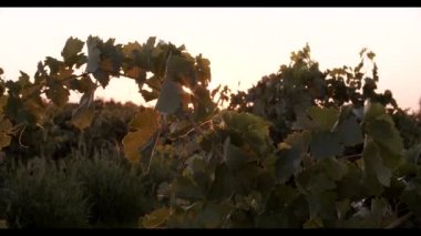 Bağların yemyeşil yaprakları,