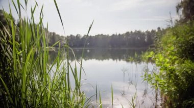 Sakin göletin yakınındaki çimenler ve çalılar